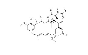 w e2 6 16 Peptide Conjugate