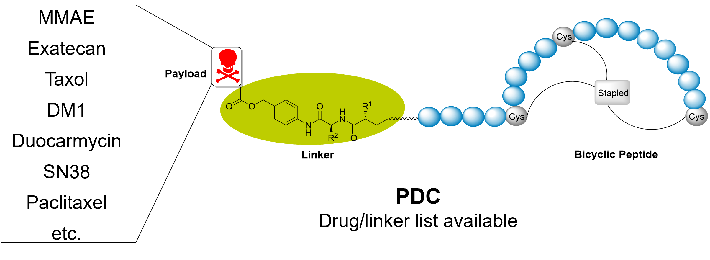 bicyclic peptide conjugate Conjugate