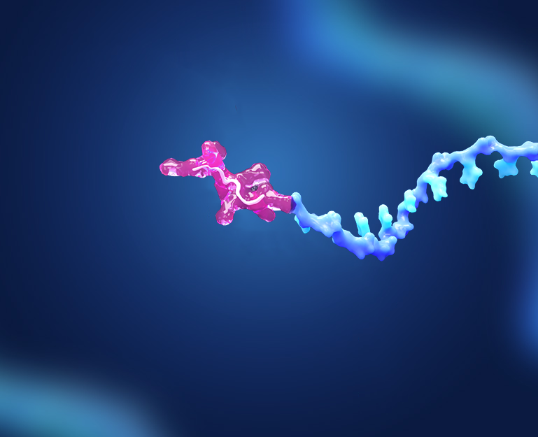 ppmo img 2 Oligonucleotide Conjugate