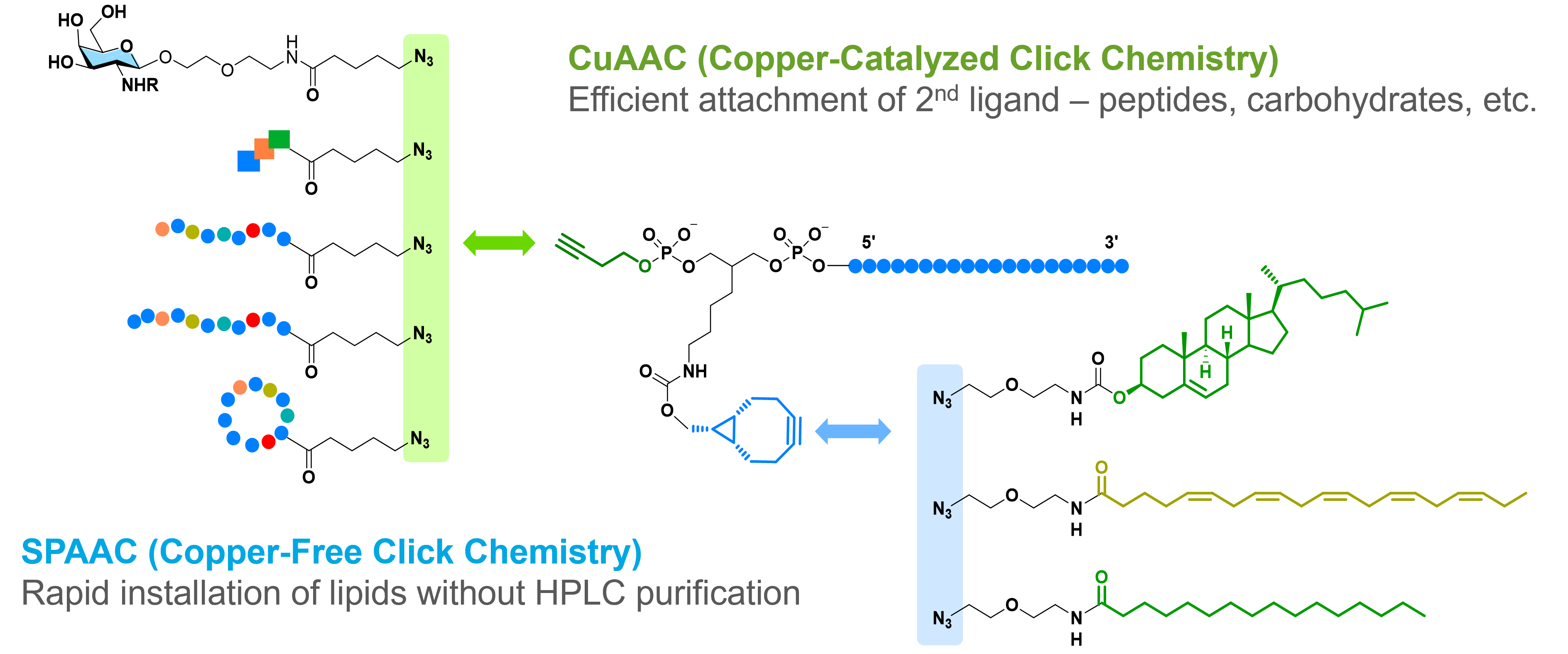 siRNA dual conjugation Conjugate